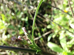 Symphyotrichum subulatum squamatum