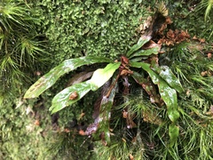 Notogrammitis billardierei