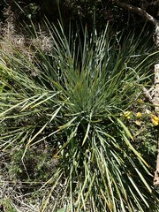 Aciphylla squarrosa