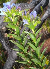 Lobostemon daltonii