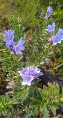 Lobostemon daltonii