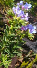 Lobostemon daltonii