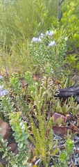 Lobostemon daltonii
