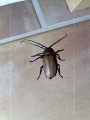 Agrianome spinicollis