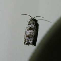 Lobesia arescophanes