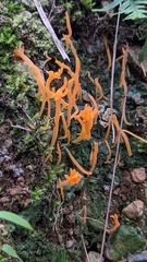 Lepidostromataceae