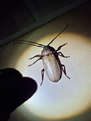 Agrianome spinicollis