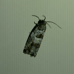 Lobesia arescophanes