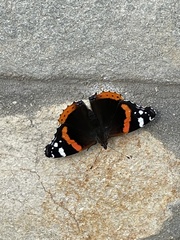 Vanessa atalanta