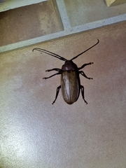 Agrianome spinicollis