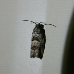 Lobesia arescophanes