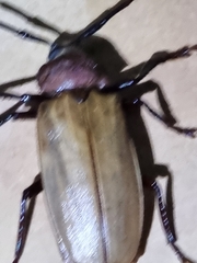 Agrianome spinicollis