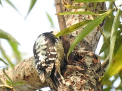 Yungipicus canicapillus