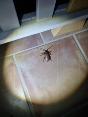 Agrianome spinicollis