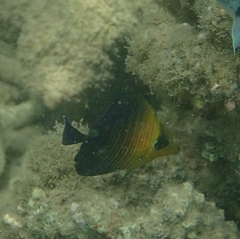 Zebrasoma scopas