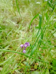 Linaria