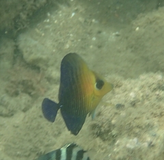 Zebrasoma scopas