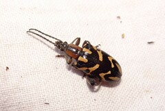 Mecynodera coxalgica