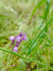 Linaria