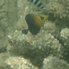 Zebrasoma scopas