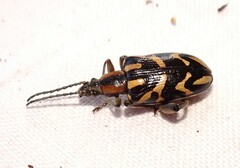 Mecynodera coxalgica