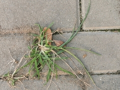 Eleusine indica