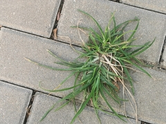 Eleusine indica