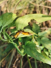 Neogurelca himachala