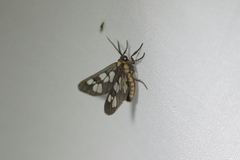 Eressa confinis