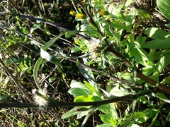 Symphyotrichum subulatum squamatum