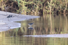 Rostratula benghalensis