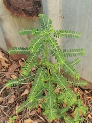 Phyllanthus amarus