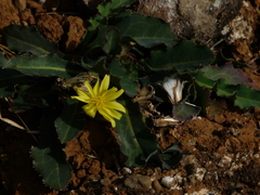 Launaea procumbens