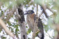 Gorsachius leuconotus