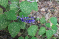 Coleus australis