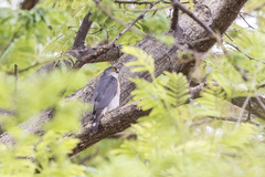 Accipiter minullus