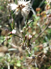 Symphyotrichum subulatum squamatum