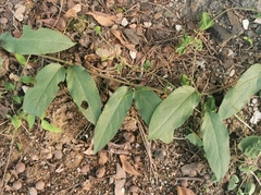 Paederia foetida