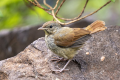 Cichladusa arquata