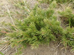 Juniperus rigida conferta