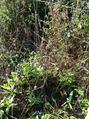 Symphyotrichum subulatum squamatum