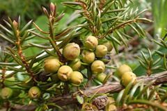 Juniperus rigida conferta