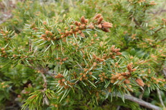 Juniperus rigida conferta