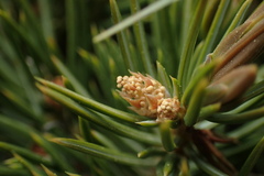 Juniperus rigida conferta