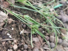 Cyperus compressus