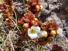 Euphrasia monroi