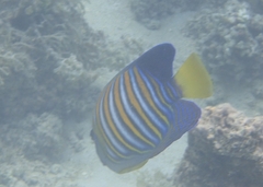 Pygoplites diacanthus