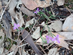 Thysanotus patersonii