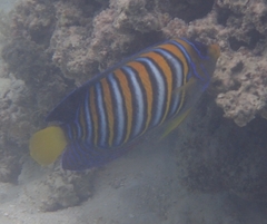 Pygoplites diacanthus
