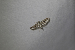 Parapoynx fluctuosalis